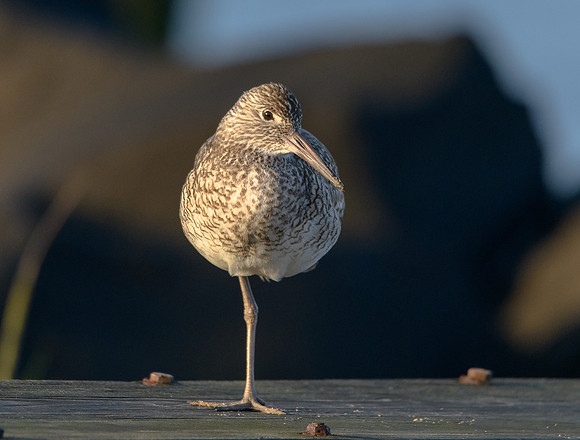 Willet