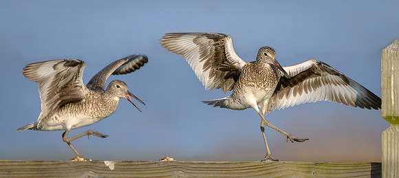 Willet