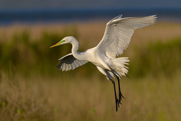 Great Egret