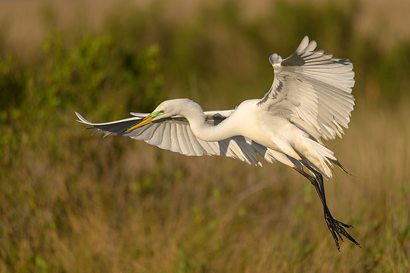 Great Egret