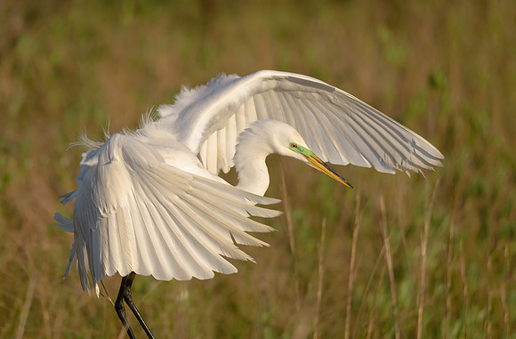 Great Egret