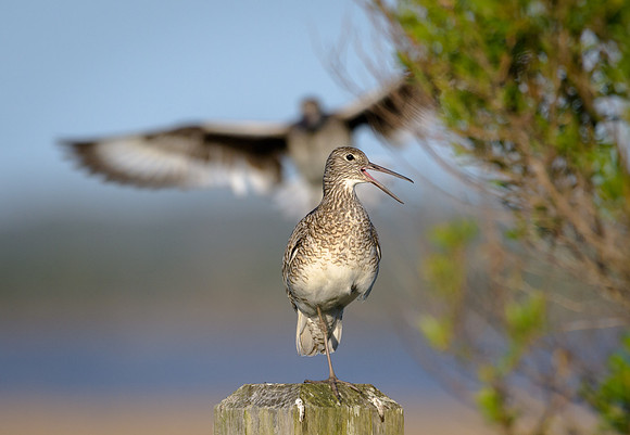 Willet