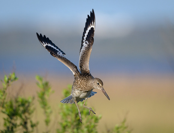 Willet