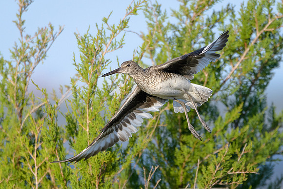 Willet