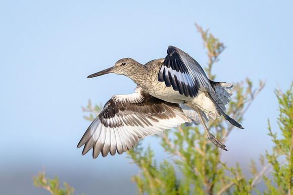 Willet