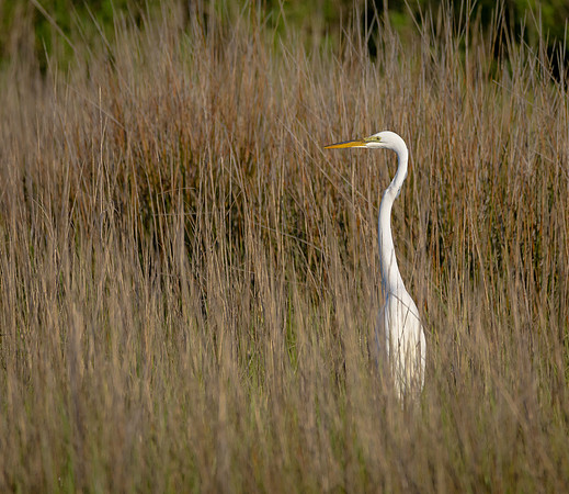 Great Egret