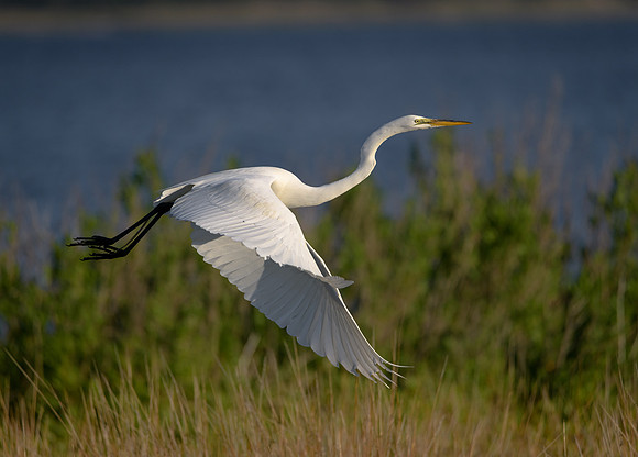 Great Egret