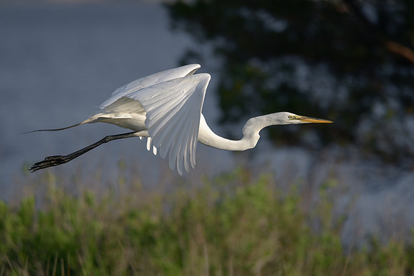 Great Egret