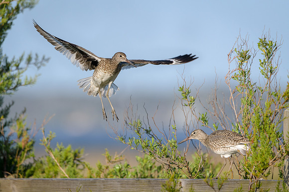 Willet