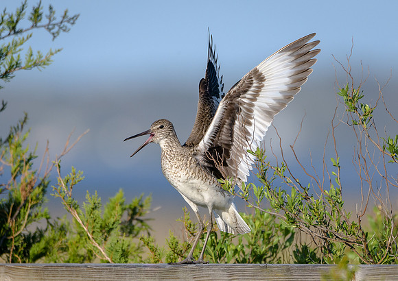 Willet