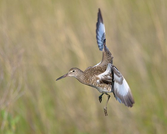 Willet