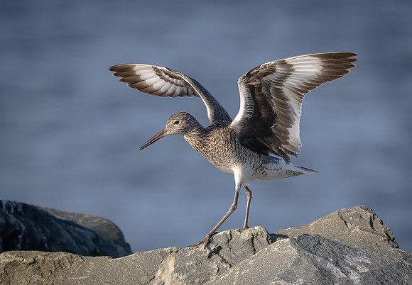 Willet