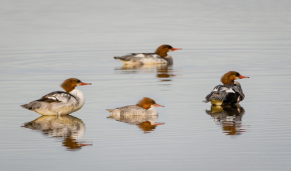 Common Merganser
