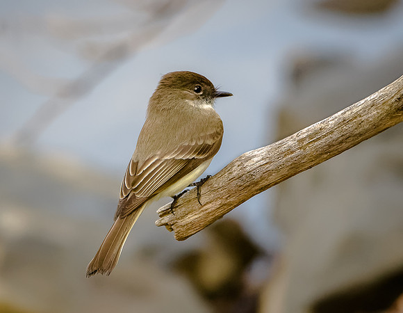 Eastern Phoebe