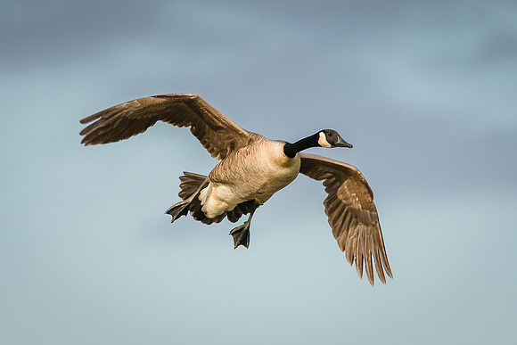 Canada Goose