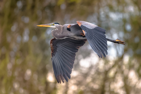 Great Blue Heron