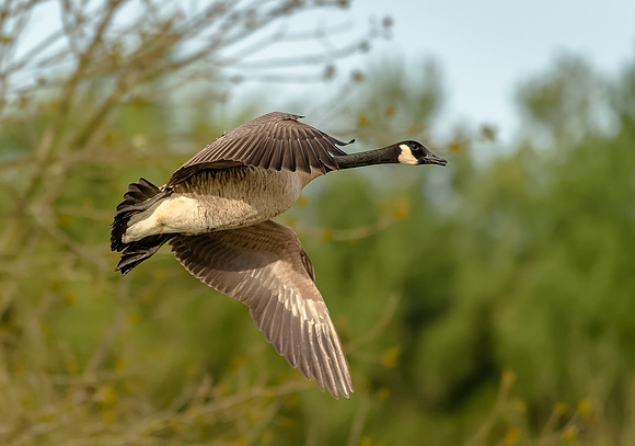 Canada Goose