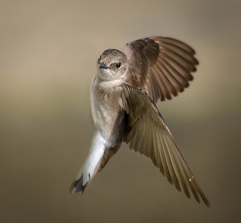Northern Rough-winged Swallow