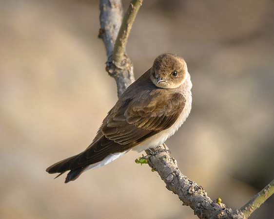 Northern Rough-winged Swallow