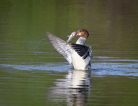 Common Merganser