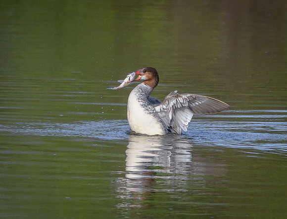 Common Merganser