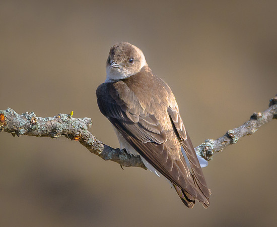 Northern Rough-winged Swallow