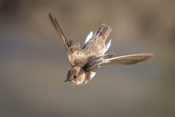 Northern Rough-winged Swallow