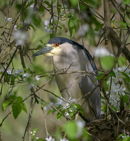 Black-crowned Night-heron