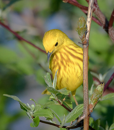 Yellow Warbler