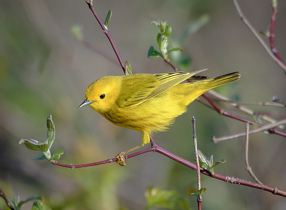 Yellow Warbler
