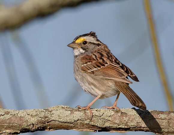 White-throated Sparrow