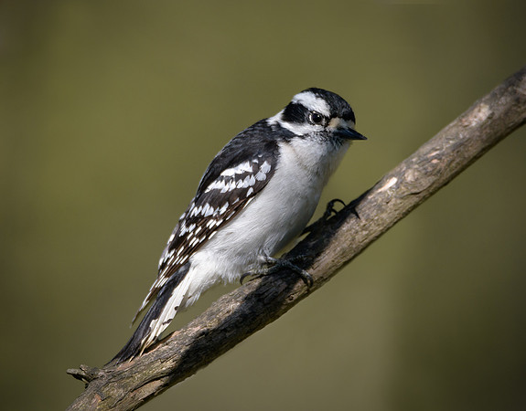 Downy Woodpecker