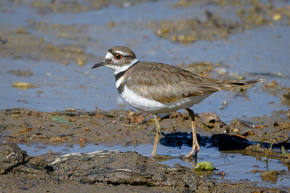 Killdeer