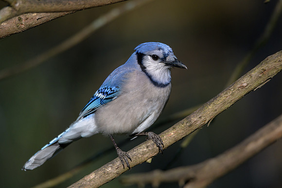Blue Jay