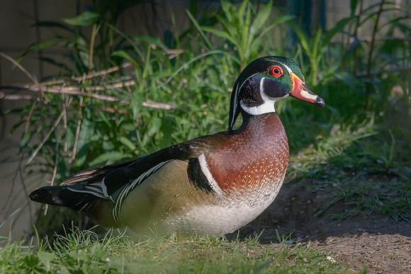 Wood Duck