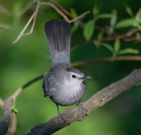 Gray Catbird