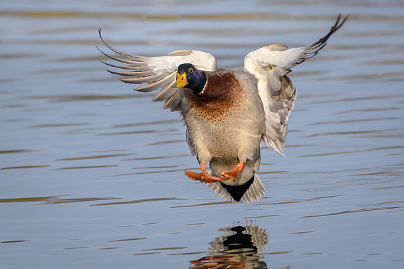 Mallard