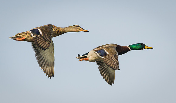 Mallard