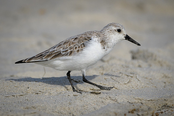 Sanderling