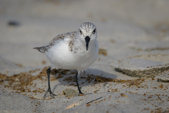 Sanderling