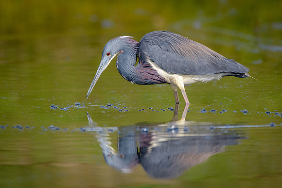 Tricolored Heron