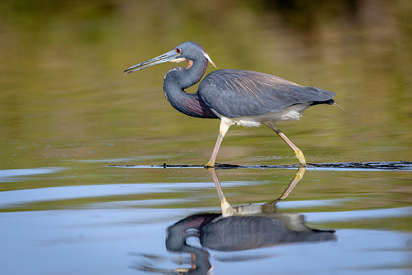 Tricolored Heron