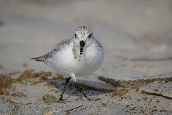 Sanderling