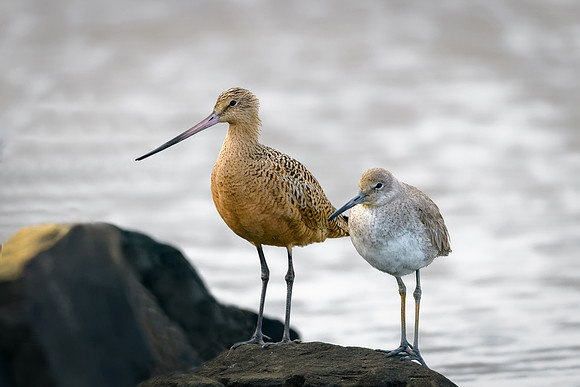 Marbled Godwit and Willet