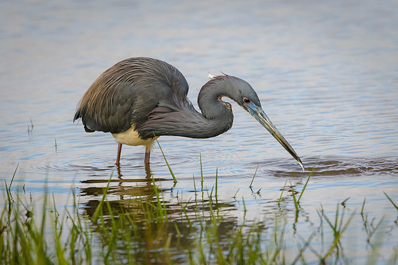 Tricolored Heron