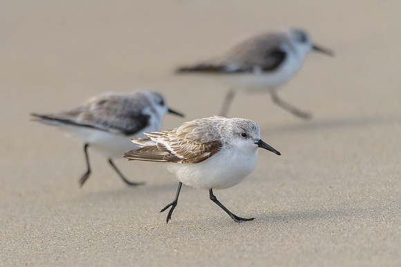 Sanderling