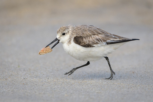 Sanderling