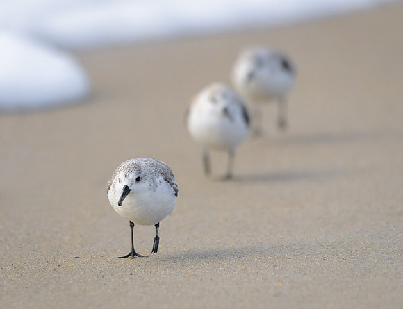 Sanderling