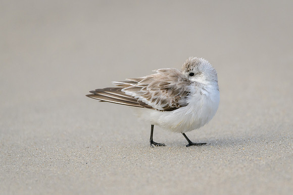 Sanderling