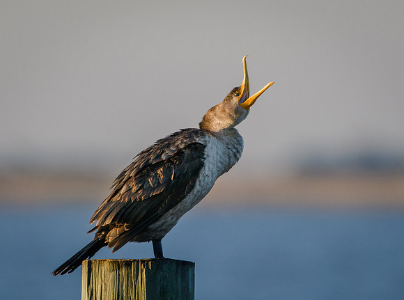Cormorant